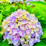 ヒメ日記 2026/08/26 09:33 投稿 南雲 HERMINE-エルミネ-
