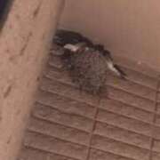 ヒメ日記 2026/06/05 21:56 投稿 飛鳥南 プレジデントハウス