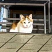 ヒメ日記 2026/07/15 18:35 投稿 ひよこ ハピネス東京