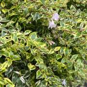 ヒメ日記 2026/06/13 05:54 投稿 花園 笑 五十路マダム愛されたい熟女たち岡山店（カサブランカグループ）