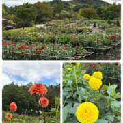 ヒメ日記 2026/09/18 10:42 投稿 花園 笑 五十路マダム愛されたい熟女たち岡山店（カサブランカグループ）