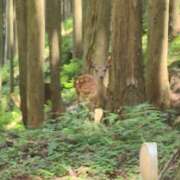椎名こころ こんにちわ(^^) 五十路マダム愛されたい熟女たち 津山店