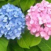 ヒメ日記 2026/06/02 23:29 投稿 りんご サンキュー町田・相模原店