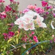ヒメ日記 2026/06/14 15:29 投稿 りんご サンキュー町田・相模原店