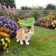 ヒメ日記 2026/09/23 17:14 投稿 東条 熟女の風俗最終章 横浜本店