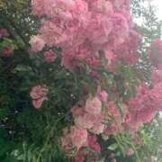 ヒメ日記 2026/06/06 20:16 投稿 さやか♡清楚なのにエロい♡ 即生専門店ゴッドパイ