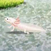どれみ 7.20ෆ‪ ケツイ🌟 ビギナーズ神戸