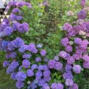 ヒメ日記 2026/06/30 16:16 投稿 高木　ねね ブカチョハイパー