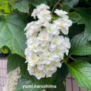 ヒメ日記 2026/06/25 08:31 投稿 成島　ゆみ ブカチョハイパー