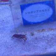 ヒメ日記 2026/08/29 21:23 投稿 ホムラ MEGA PALACE(メガパレス）