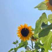 ヒメ日記 2026/08/06 07:48 投稿 よもぎ 静岡♂風俗の神様 静岡店