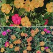 ヒメ日記 2026/08/10 09:48 投稿 江南（えなみ） あさがお