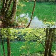 ヒメ日記 2026/09/10 07:48 投稿 江南（えなみ） あさがお