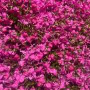ゆら 🌷11日のお礼日記🌷 風俗の神様　浜松店