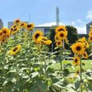 ヒメ日記 2026/07/15 00:15 投稿 やえ 横浜おかあさん