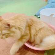 ヒメ日記 2026/06/22 22:36 投稿 らいむ タレント倶楽部アダルト