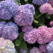 ヒメ日記 2026/06/12 12:05 投稿 美園 HERMINE-エルミネ-