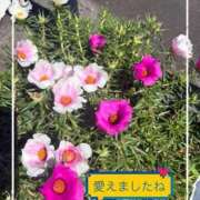 ヒメ日記 2026/07/29 22:45 投稿 ふみか 宮崎ちゃんこ都城店