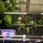 ヒメ日記 2026/09/14 02:45 投稿 ふみか 宮崎ちゃんこ都城店