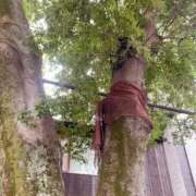 ヒメ日記 2026/07/11 14:56 投稿 しえる 熟女家 京橋店