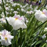 ヒメ日記 2026/06/11 07:18 投稿 えみか 京都BOOK MARK（ブックマーク）
