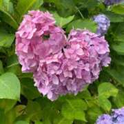 ヒメ日記 2026/07/01 17:21 投稿 ゆな The White