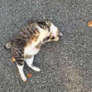 ヒメ日記 2026/08/20 07:49 投稿 いおり 池袋人妻アデージョ