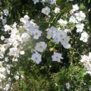 【新人】まい お久しぶりです！ ごほうびSPA千葉店