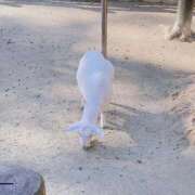 ヒメ日記 2026/08/13 02:16 投稿 鳳めめ クラブブレンダ東京池袋店