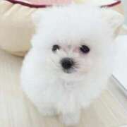ヒメ日記 2026/08/14 22:41 投稿 あんじゅ-KINDAN- KINDAN-禁断-