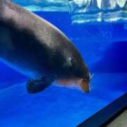 ヒメ日記 2026/09/04 06:13 投稿 わふる ハピネス東京