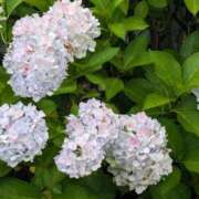 ヒメ日記 2026/07/18 08:00 投稿 芽衣-mei- 虜SPA 横浜店