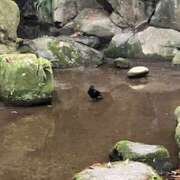 ヒメ日記 2026/07/12 13:33 投稿 藤本 MadameRest(マダムレスト)