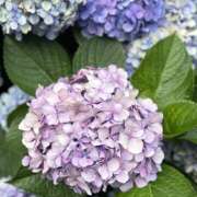 ヒメ日記 2026/06/22 12:10 投稿 浅見凛 イマジン東京