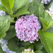 ヒメ日記 2026/06/27 12:44 投稿 浅見凛 イマジン東京