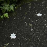 ヒメ日記 2026/06/29 16:27 投稿 浅見凛 イマジン東京