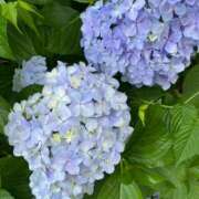 ヒメ日記 2026/07/06 17:38 投稿 大城あかね イマジン東京