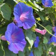 ヒメ日記 2026/07/12 11:21 投稿 大城あかね イマジン東京