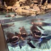 のり 出勤します🐧 ハピネス東京