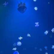 ヒメ日記 2026/09/07 08:38 投稿 ありす わちゃわちゃ密着リアルフルーちゅ西船橋