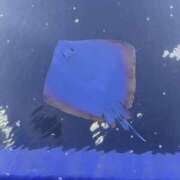 ヒメ日記 2026/06/19 12:00 投稿 せな アレグリア