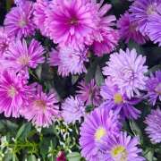 ヒメ日記 2026/10/20 07:36 投稿 瀬名 HERMINE-エルミネ-