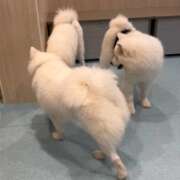 ヒメ日記 2026/09/29 11:22 投稿 きょうこ 丸妻 新横浜店