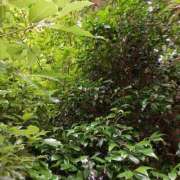 ヒメ日記 2026/07/13 09:45 投稿 ふうか 元町奥さま