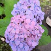 ヒメ日記 2026/06/29 02:53 投稿 なな Second Love（セカンドラブ）
