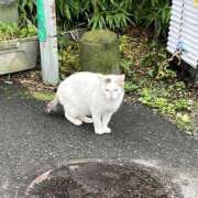 ヒメ日記 2026/07/26 19:09 投稿 響（ひびき） 女々艶 大和店