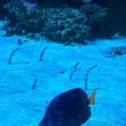 ヒメ日記 2026/09/07 18:01 投稿 べに GODZUMA（ゴッヅマ）