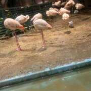 ヒメ日記 2026/07/01 03:35 投稿 亜国　リル OL精薬