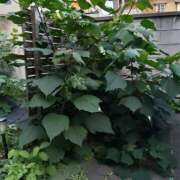 東千穂 植物の緑 五十路マダム宇都宮店(カサブランカグループ)