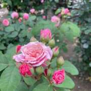 ヒメ日記 2026/06/26 07:13 投稿 葉瀬 ふたば Men's relaxation VEGA